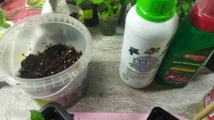 Пикировка гортензии после укоренения