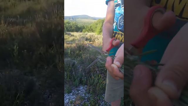 Лаванда крымская