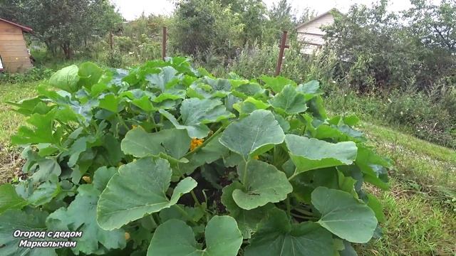 Удобный способ посадки кабачков и тыкв. Как сделать такую клумбу.