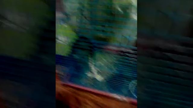 Чилийская белка! смотреть онлайн