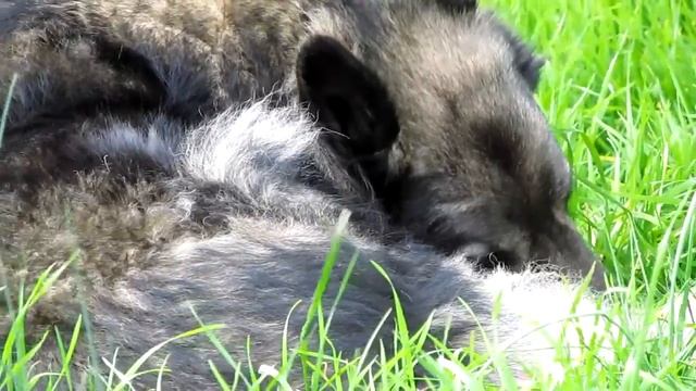 Canon PowerShot SX130 is - please watch in HD 720p смотреть онлайн