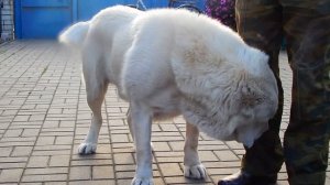 МОИ КУРОЧКИ НИДЕРХАЙНЕРЫ...ВОСПИТАННЫЙ АЛАБАЙ...СМЕШНЫЕ  БУЛЬДОЖКИ..