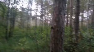 Охота с русской гончей открытие на зайца