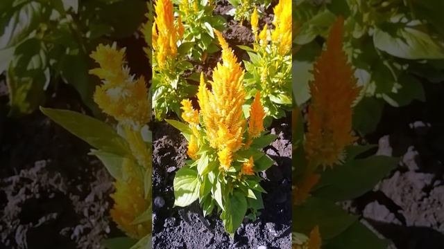 Целозия метельчатая красная. ?