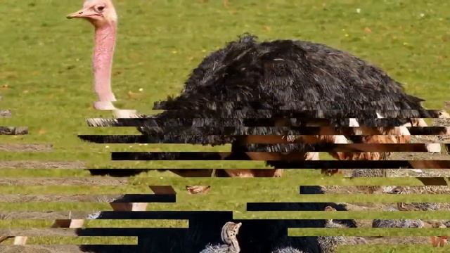 Африканский страус (лат. Struthio camelus) смотреть онлайн