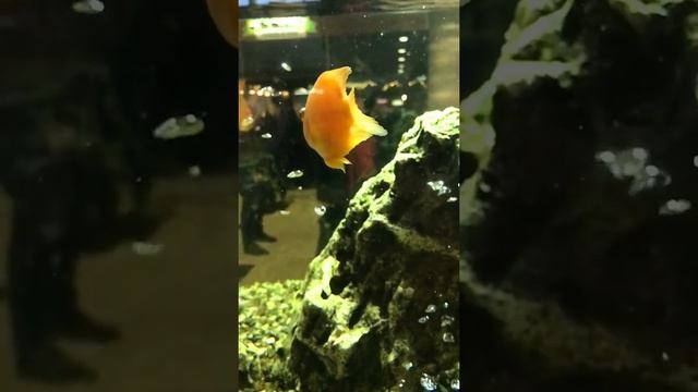 Relax (рыбки) смотреть онлайн