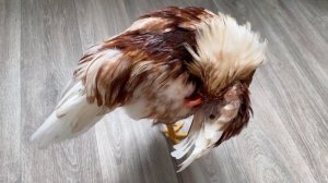 История вылупления цыпленка и превращения его в петуха.