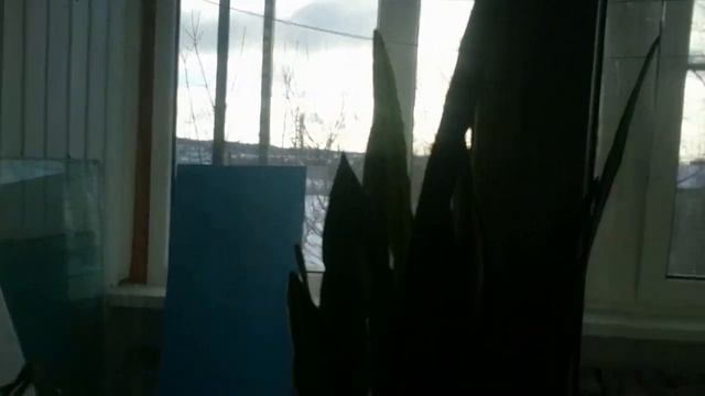 Разочарование от Москвы. Лысый кот карячится. смотреть онлайн