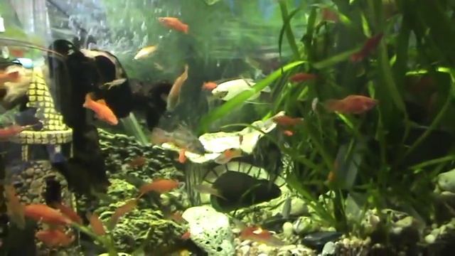 Мой старый аквариум с неприхотливыми аквариумными рыбками и растениями! Аквариумные рыбки!