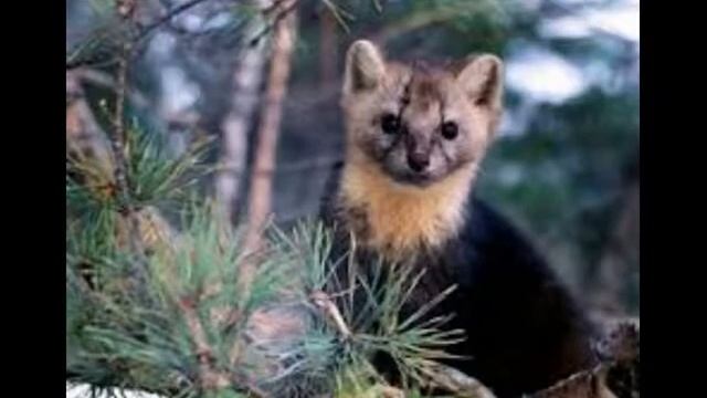 Мы и наша земля (Тайга) смотреть онлайн