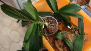 Полив орхидей / Удобрение / Как поливать орхидею Фаленопсис / Уход за орхидеей