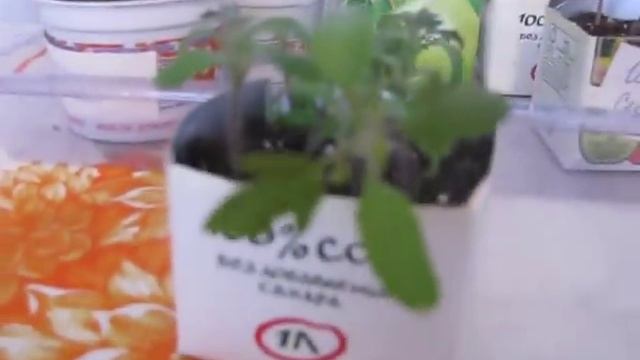 Рассада томатов по методу Митлайдера смотреть онлайн