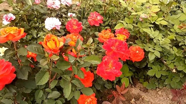 Розы свит блонди,принц де монако,супер трупер....1 августа смотреть онлайн