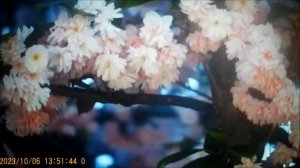 Нина Одуванчик учит Ирину Ветрову правильному произношению слов