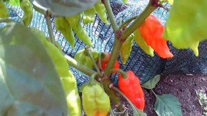 Bhut jolokia Strain I. Сверх острый сорт перца