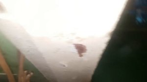 СОРОКОНОЖКА КОТОРАЯ ЕСТ ТАРАКАНОВ. МУХОЛОВКА ДОМАШНЯЯ