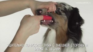 ВОТ КАК правильно чистить собаке зубы!.mp4