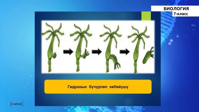 7-класс | Биология |  Көп клеткалуулар. Ичеги көндөйлүүлөр. Ичеги көңдөйлүүлөрдүн келип чыгышы.