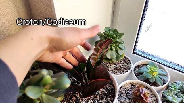 Растения в интерьере. Растения на Южном окне. Досветка, грунт. Houseplant Tour. Plants collection смотреть онлайн