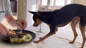 Русский той-терьер забирает завтрак у хозяина