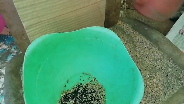 ГОТОВИМ ЧЕРНУШКУ ДЛЯ ПОСАДКИ смотреть онлайн