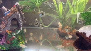 Рыбки( попугайчики, сапфировые и белые) Уход. Мои мальки растут?❤️?