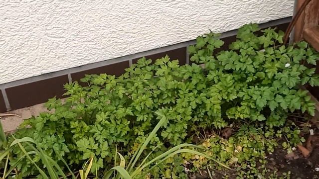 Весенние витамины. Посылка с Северного моря от подписчиков./ 82 смотреть онлайн