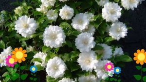 Клематис гибридный Duchess of Edinburgh. Краткий обзор, описание характеристик, где купить саженцы