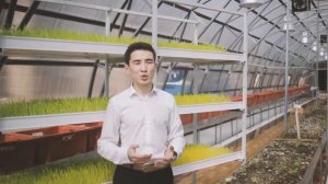 Гидрапоника усулида бугдой устириш