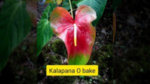 anthurium plants variety,