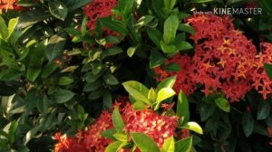 Best Flowers ( China rose, Peacock flower, Pentas flower, Ixora flower)