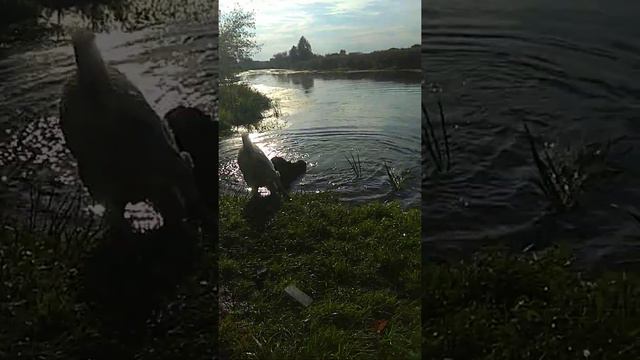 Алабай лучшие смотреть онлайн