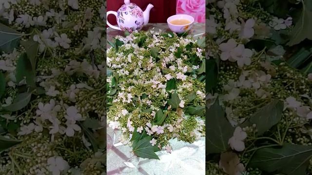 Цветы калины смотреть онлайн