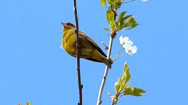 Голоса птиц.  Зеленушка. (European greenfinch song)