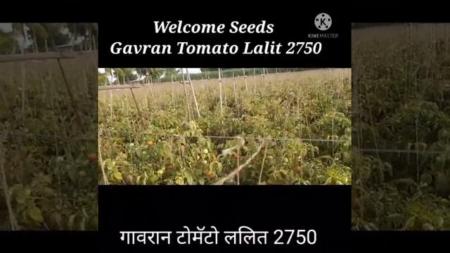 Desi (गावरान) Hybrid tomato Lalit ( WS 2750).
