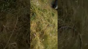 ЩУКА НА 7.5кг НА СПИНИНГ. ОЗЕРО КРИВОЕ.
