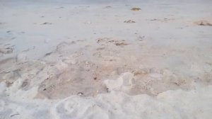 Вьетнам ? Маленькие Крабы прямо на пляже