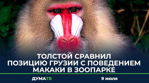 Толстой сравнил позицию Грузии с поведением макаки в зоопарке
