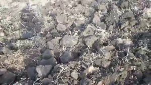 Трактор Бизон...