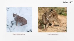 Понятие как форма мышления Информатика 6 класс