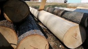 Заготовка липы для токарных работ. Как высушить брёвна атмосферным способом.