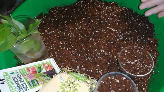 Фикус Бенджамина, как правильно укоренить и размножить любимый цветок смотреть онлайн