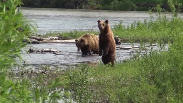 Рыбалка на Камчатке  Еловка, чавыча