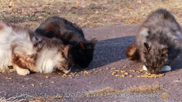 ［車中泊］無計画のひとり旅。野良猫と出会った車中泊／car camping