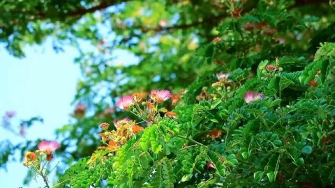 Красивая музыка