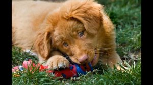 Новошотландский   Ретривер/Nova Scotia Duck Tolling Retriever (порода собак HD slide show)!