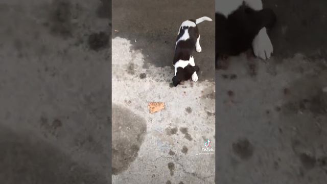 Funny dog. Бездомный щеночек бегал по дороге, ну а я с собой ношу корм, голодный малыш был рад