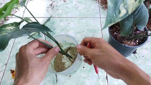How to propagate Syngonium podophyllum aurea Variegata? смотреть онлайн
