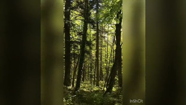 Валка леса / Felling trees chainsaw in Russia смотреть онлайн