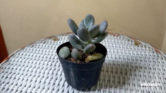 sekulen part 2 смотреть онлайн